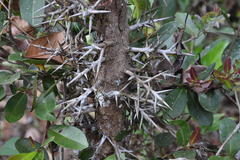 Flacourtia indica